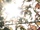 これがホントのSunlight streamed through the leaves